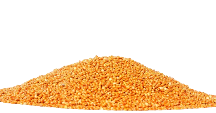 corn-of doaria-supply-chain-ltd